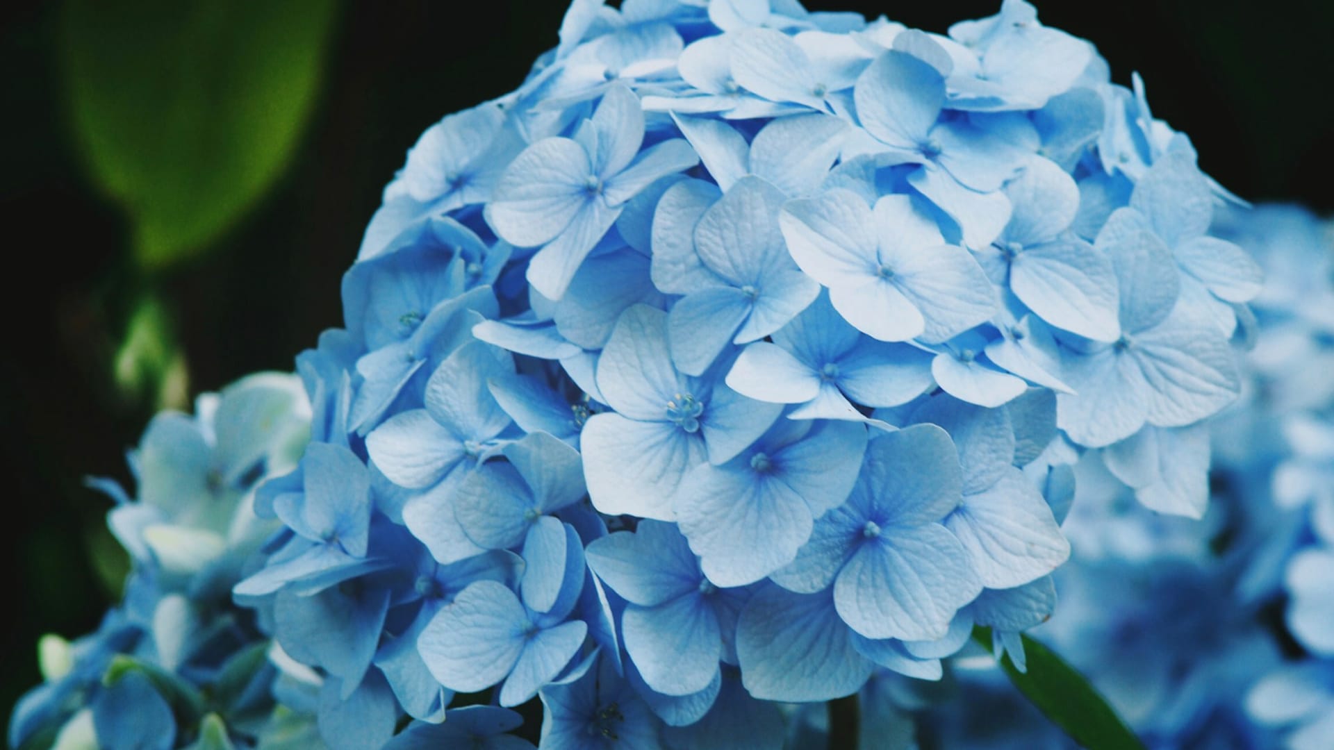 A blue hydrangea in full bloom